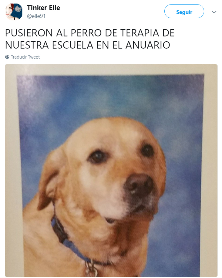 Comentarios en twitter sobre personas que tienen perros 