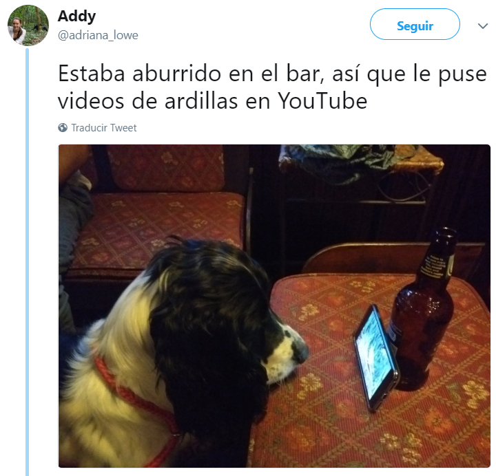 Comentarios en twitter sobre personas que tienen perros 