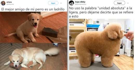 15 de los mejores perros que han pisado Internet