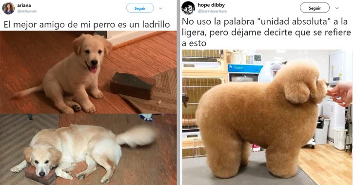 15 de los mejores perros que han pisado Internet