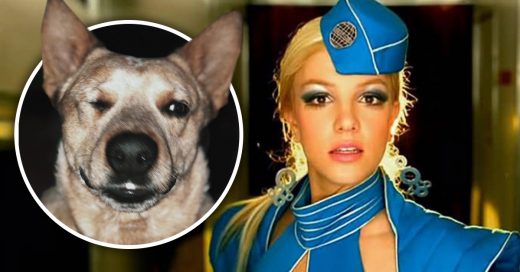 El ladrido de este perro es clavado al inicio de 'Toxic' de Britney Spears #