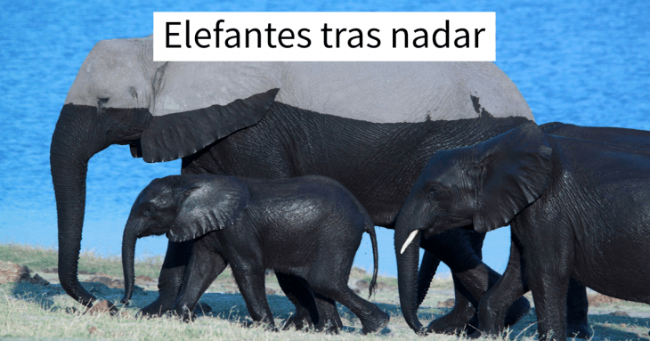 Elefantes saliendo del agua
