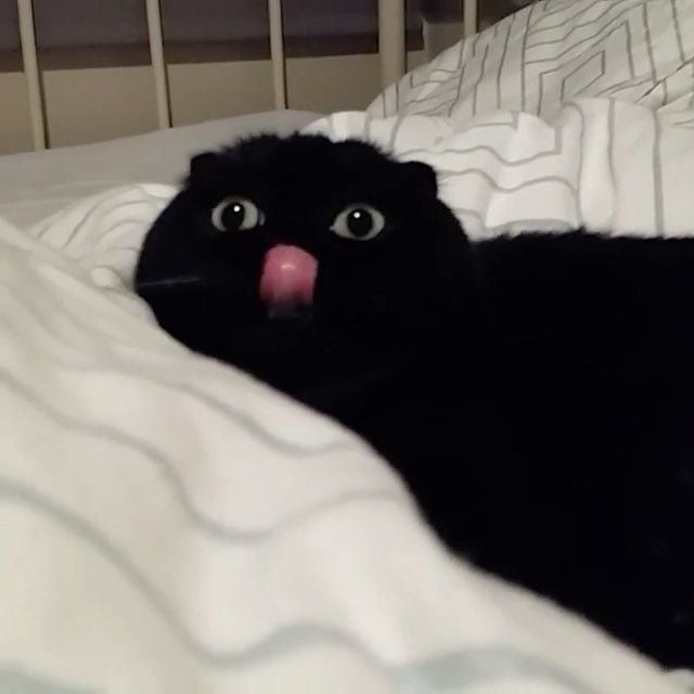 La tierna lengua de un gato negro