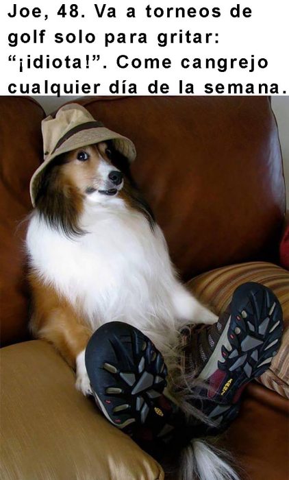 perro con tenis y gorro 