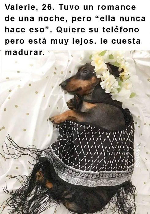 perro con corona de flores acostado en una cama 