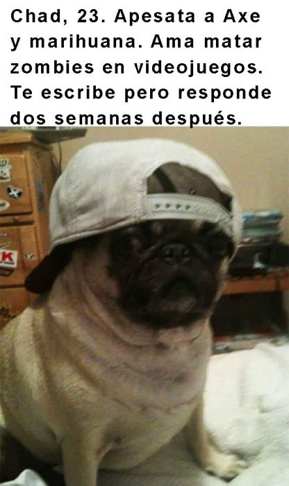 perro pug con gorra y frase arriba 