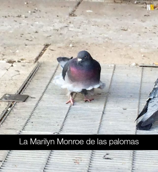 Paloma con pose de Marilyn Monroe