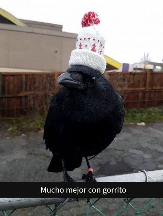 Cuervo utilizando un gorrito