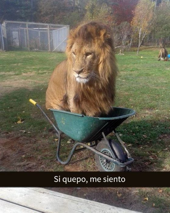 León en una carretilla