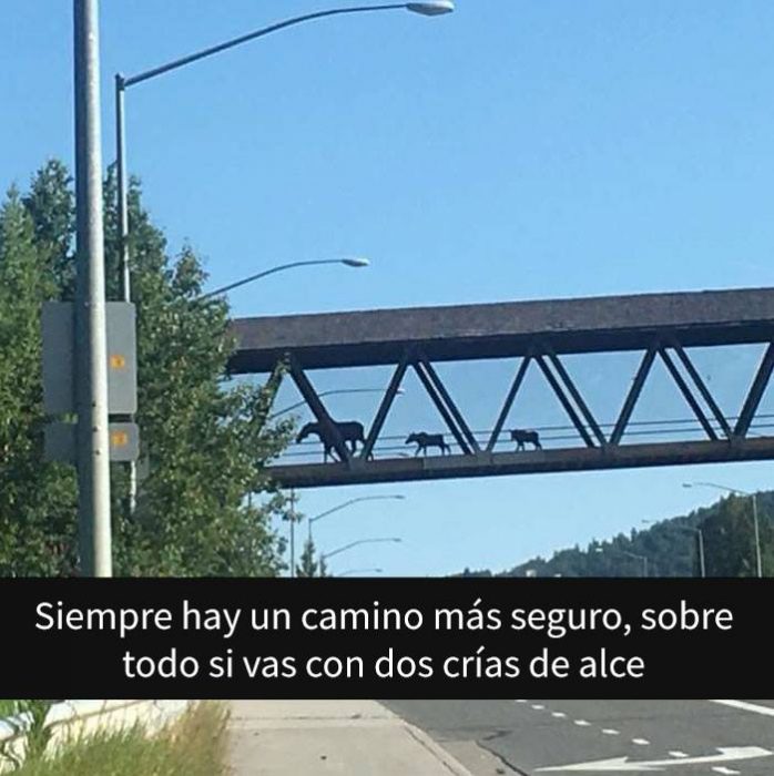 Alces caminando por un puente peatonal