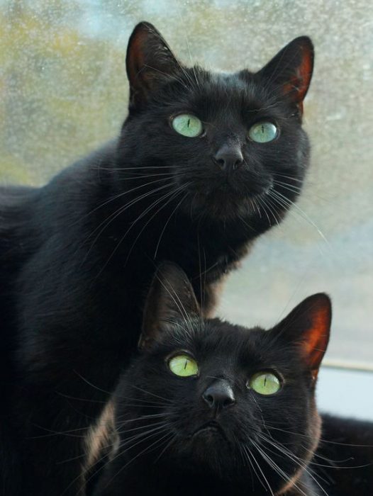 Ojos verdes de gatos negros