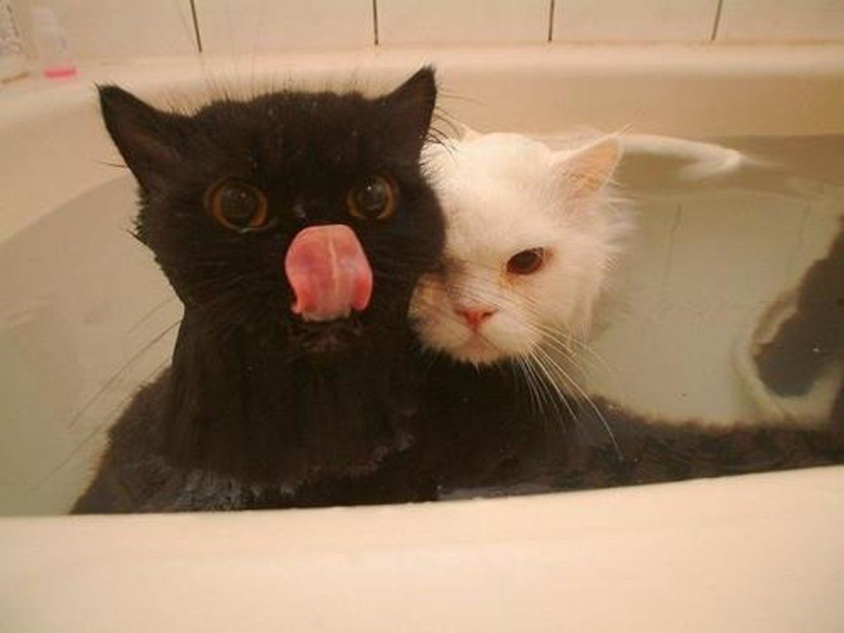 Gatos tomando un baño