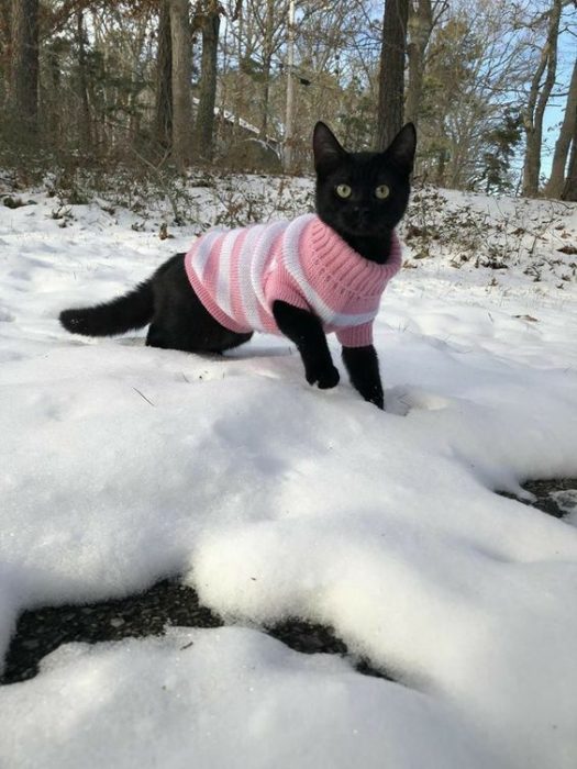 Gato con suéter en la nieve