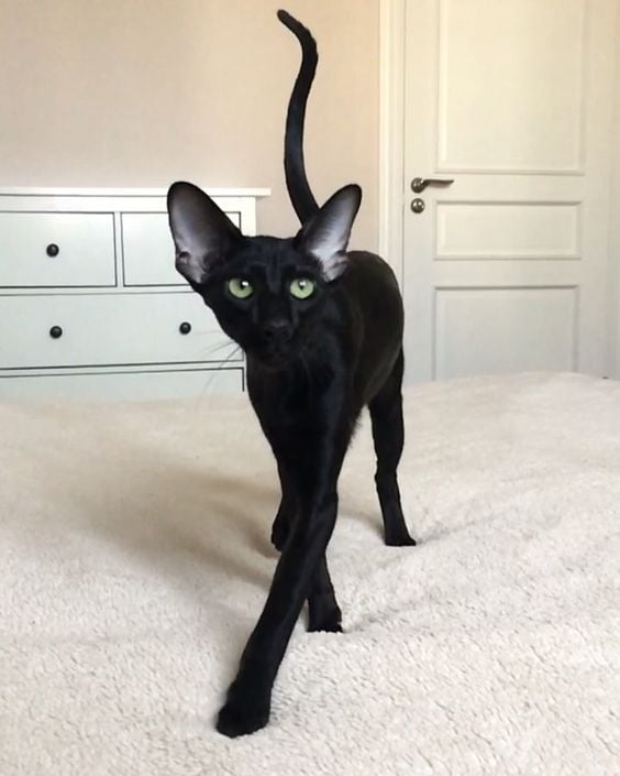 Gato negro orejón