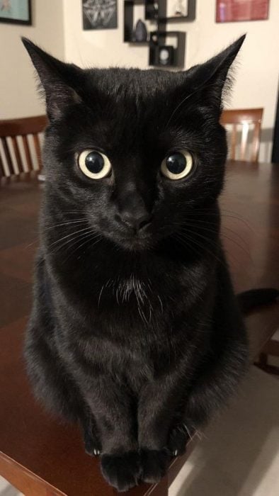 Razones por las que adoptar un gato negro