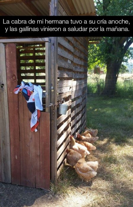 Gallinas visitando a un cabrito recién nacido
