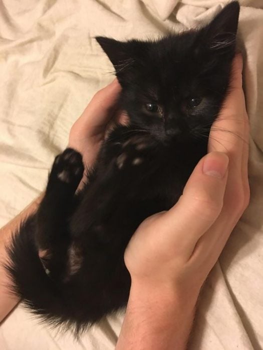 Razones por las que los gatos negros son los mejores