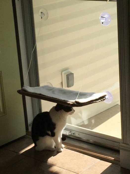 gato viendo por la ventana 