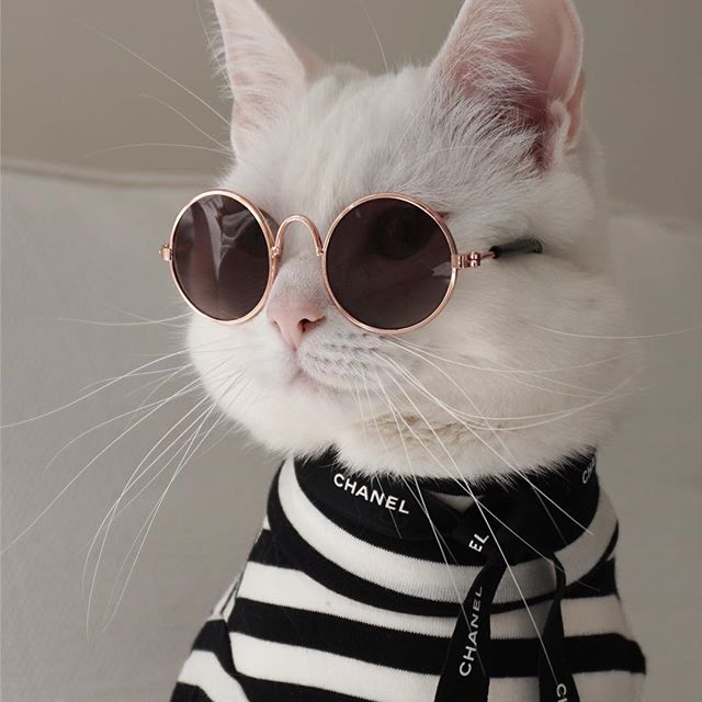 gato con gafas 