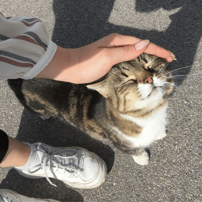 chica acariciando un gato 