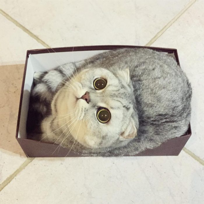 gato dentro de una caja 