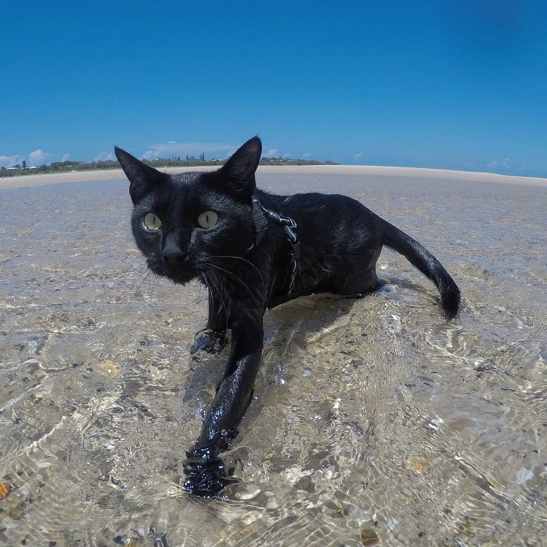 Gato disfrutando en la playa