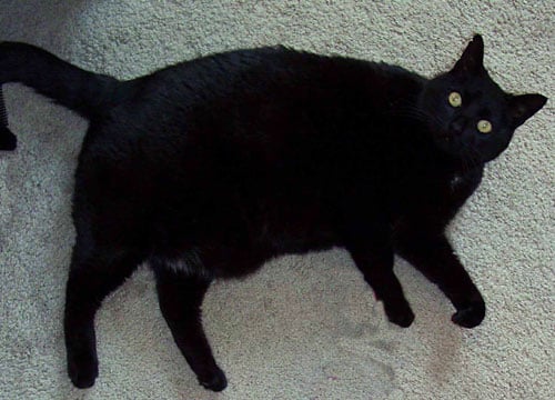 Gato negro gordito