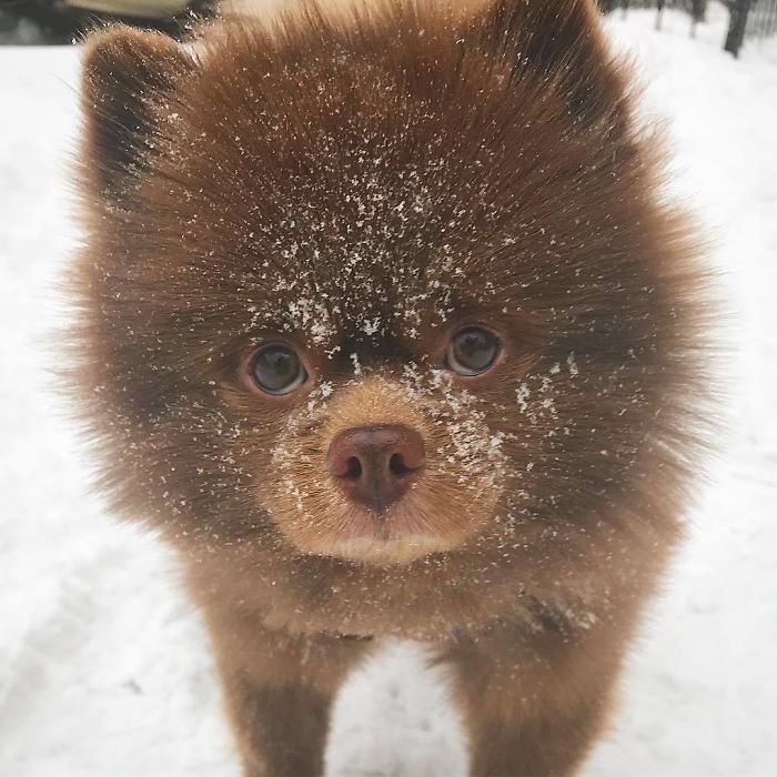 Perrita pomeriana rescatada de un criadero 