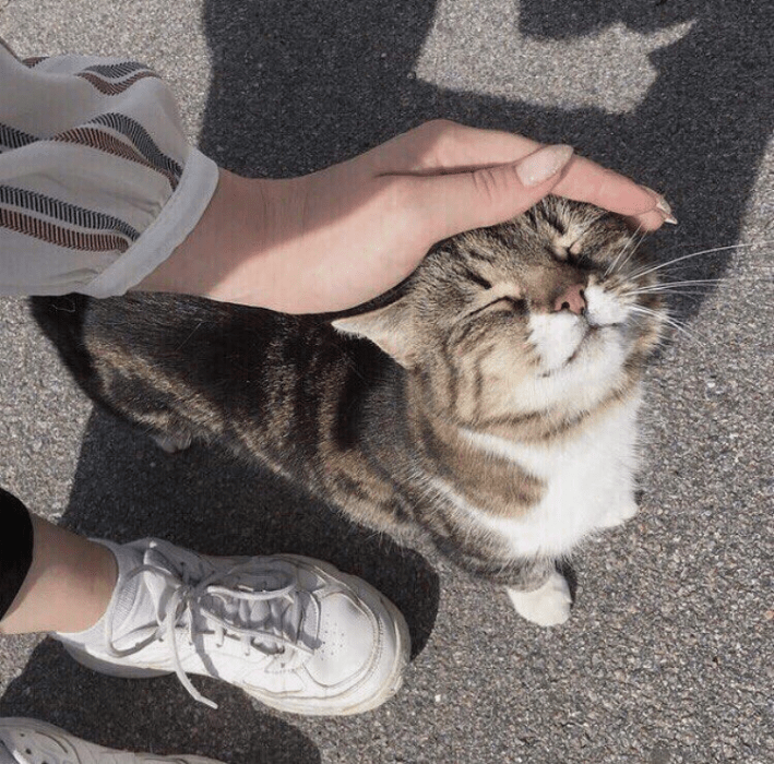 chica acariciando un gato 