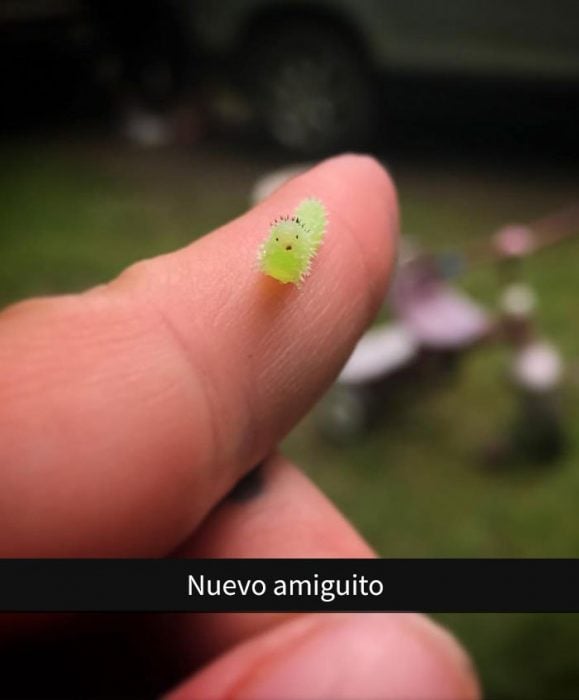 La cara de un pequeño gusano
