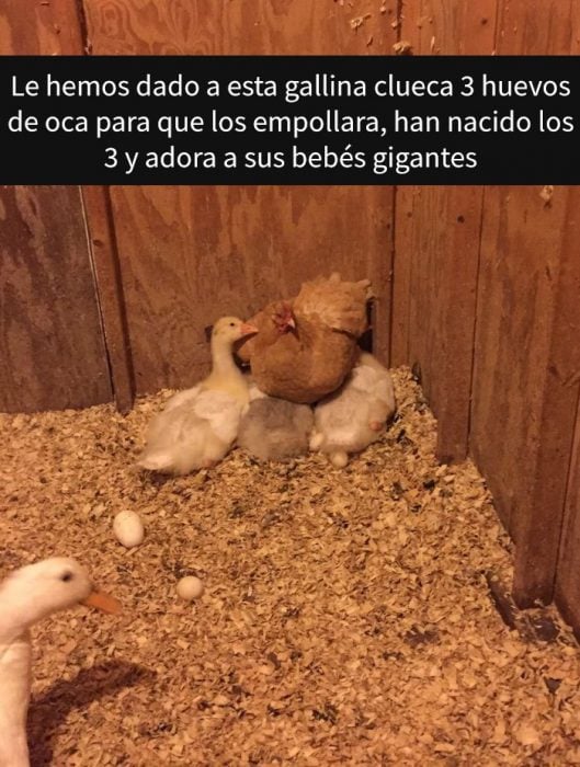 Gallina con su hijo pato