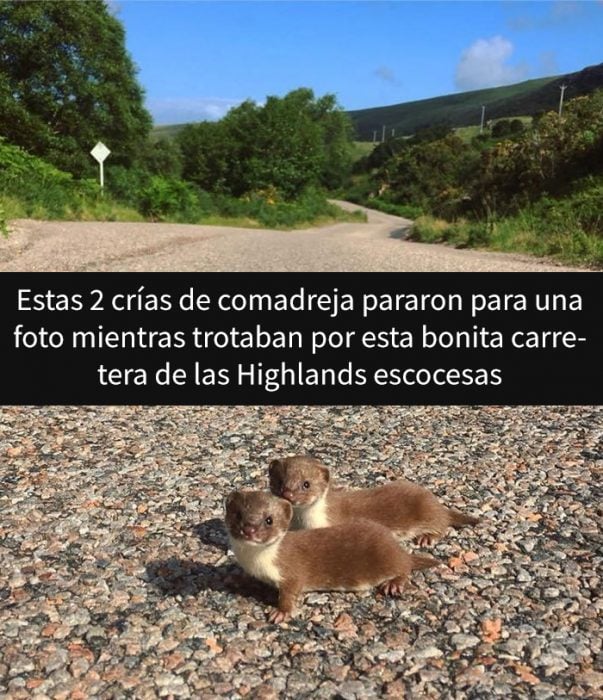 Crías de comadreja cruzando la calle