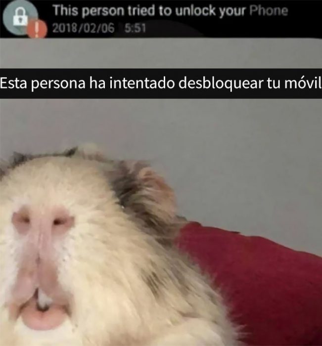 Un cuyo tratando de desbloquear un celular