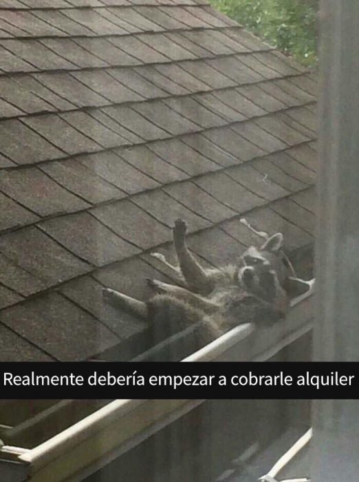 Un mapache sobre el tejado