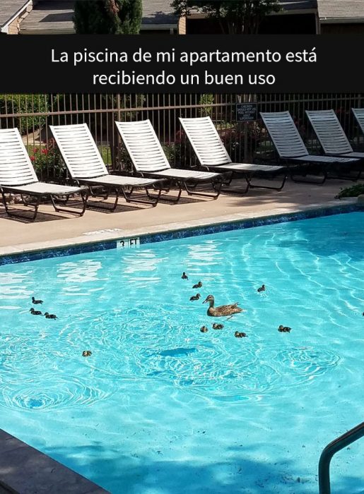 Patos nadando en piscina