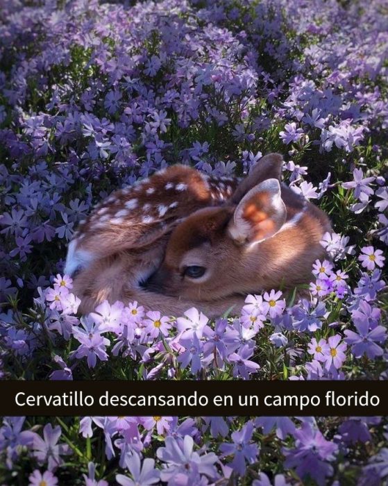 Cervatillo descansando en las flores 