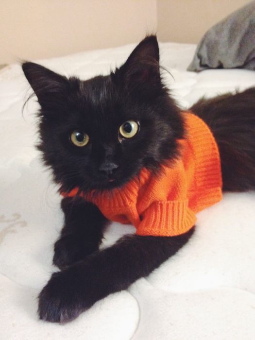 Gatito negro con suéter