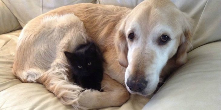 Gatito negro y perro labrador son amigos