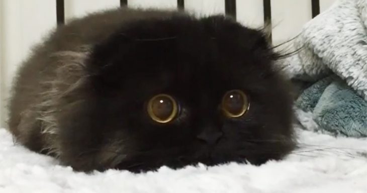 Gatito negro esponjoso