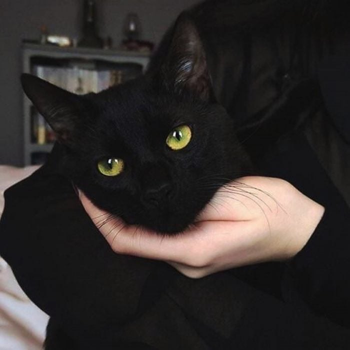 Razones por las que los gatos negros son los mejores