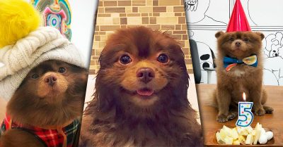 Abandonan a perrita por ser ‘demasiado grande’; fue rescatada y ahora es estrella de Instagram