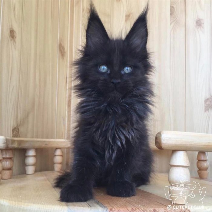 Gato negro peludo