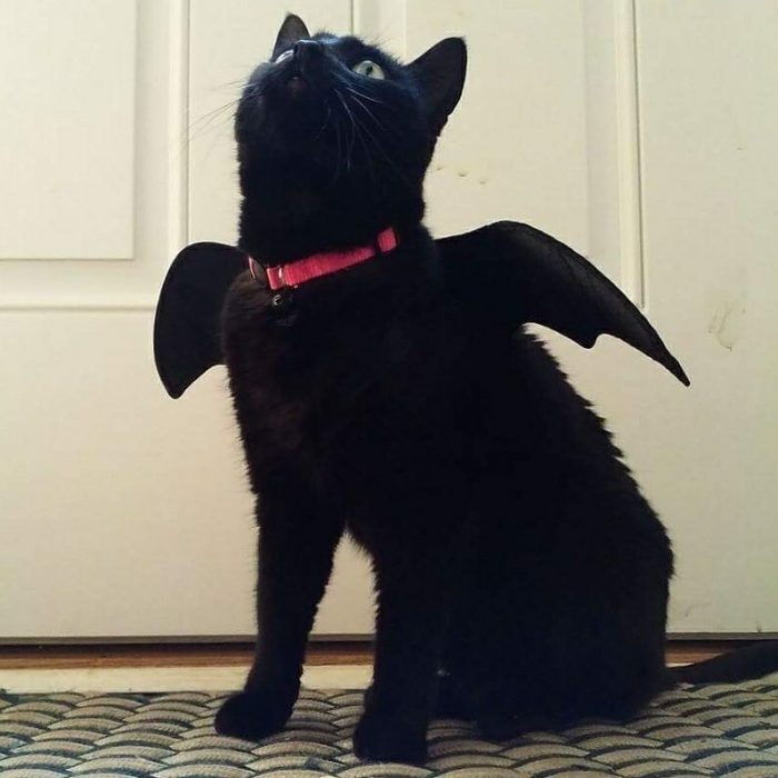 Gatito disfrazado de Entrenando a mi dragón