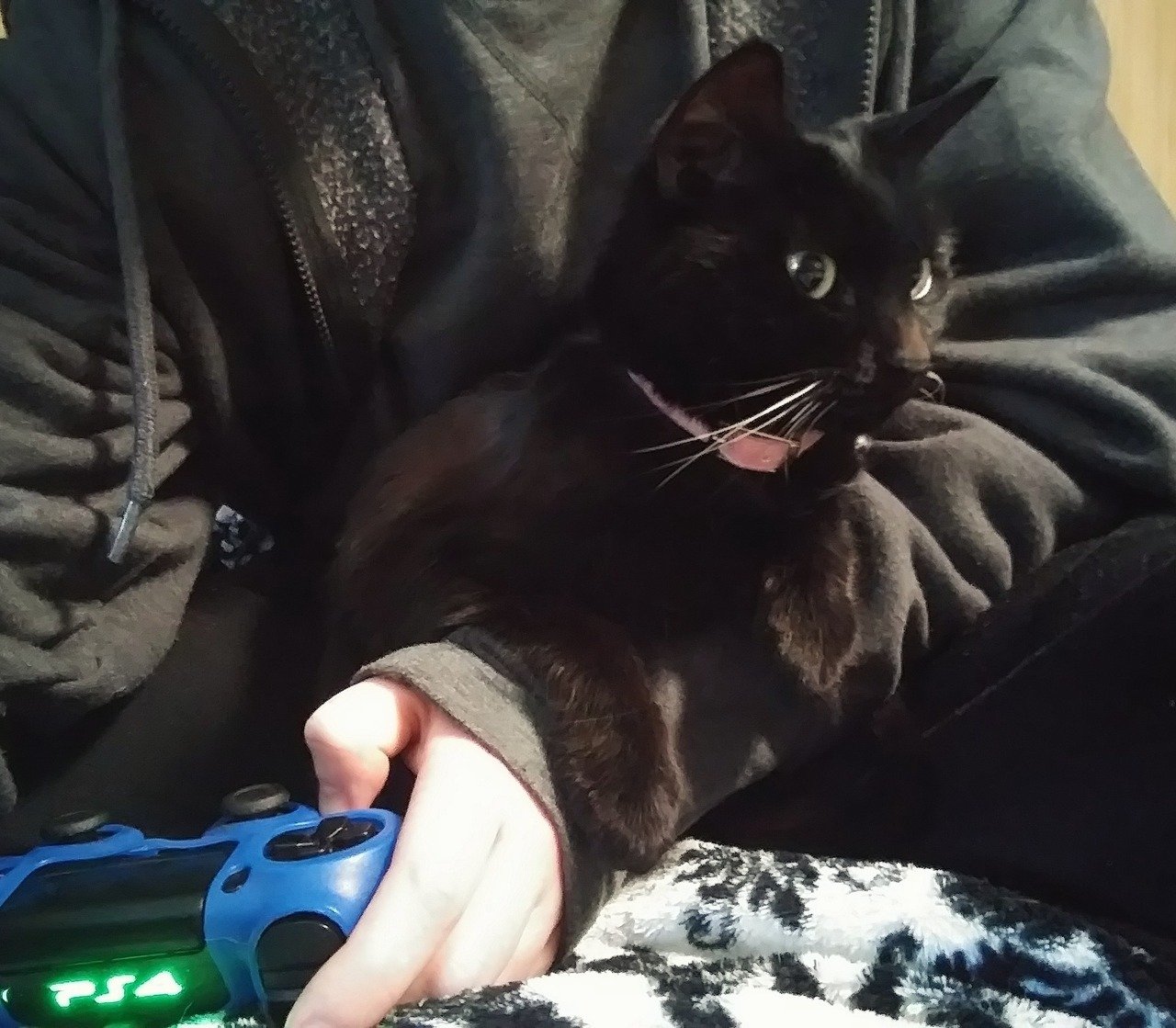 Gato negro jugando videojuegos con su dueña