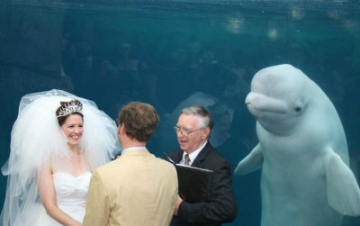 Photobombs de animales