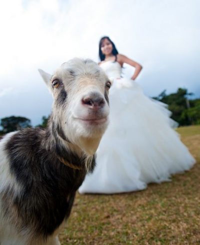 Photobombs de animales