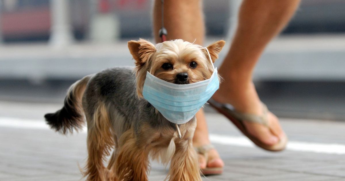 Perro con un cobrebocas caminando por la calle 