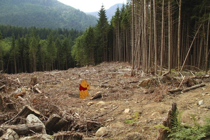 Winnie Pooh sentado en medio de un bosque deforestado 