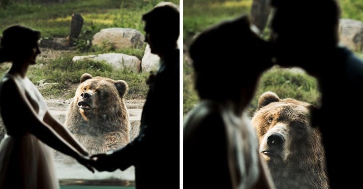 La reacción de este oso ante una pareja casándose en el zoológico es lo mejor que verás el día de hoy
