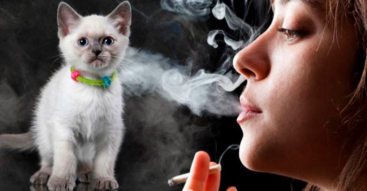 Los animales corren más riesgo de ser fumadores pasivos